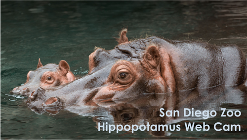 hippo web cam 